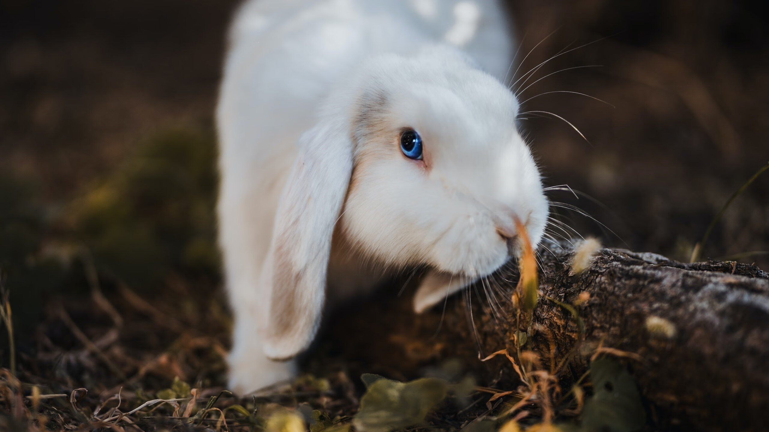 马克西操刀谱写死亡交响乐，公牛末节一波流带走爵士