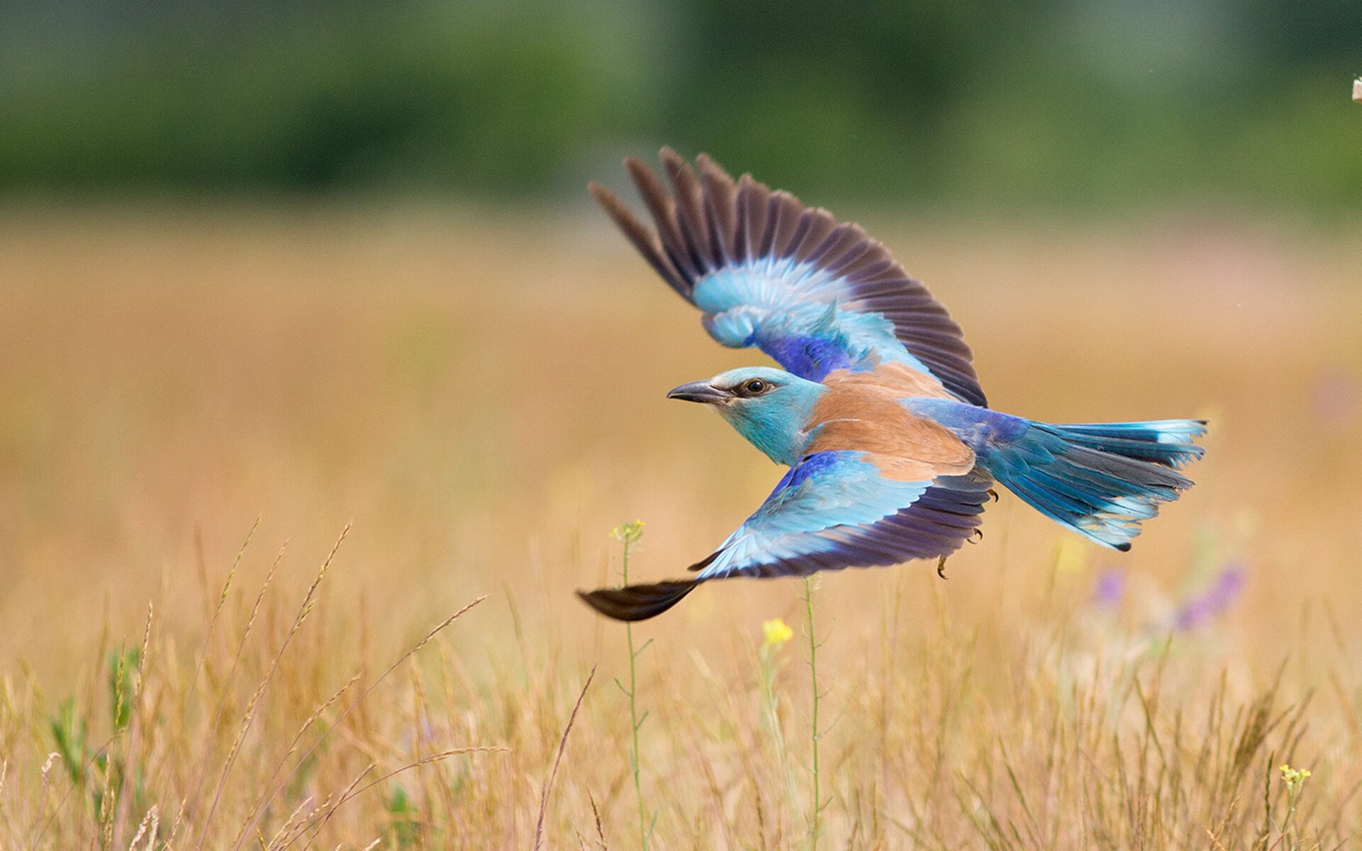 攻防转换的艺术，从阿圭罗的核心作用到新西兰爆冷里昂的战术奇迹