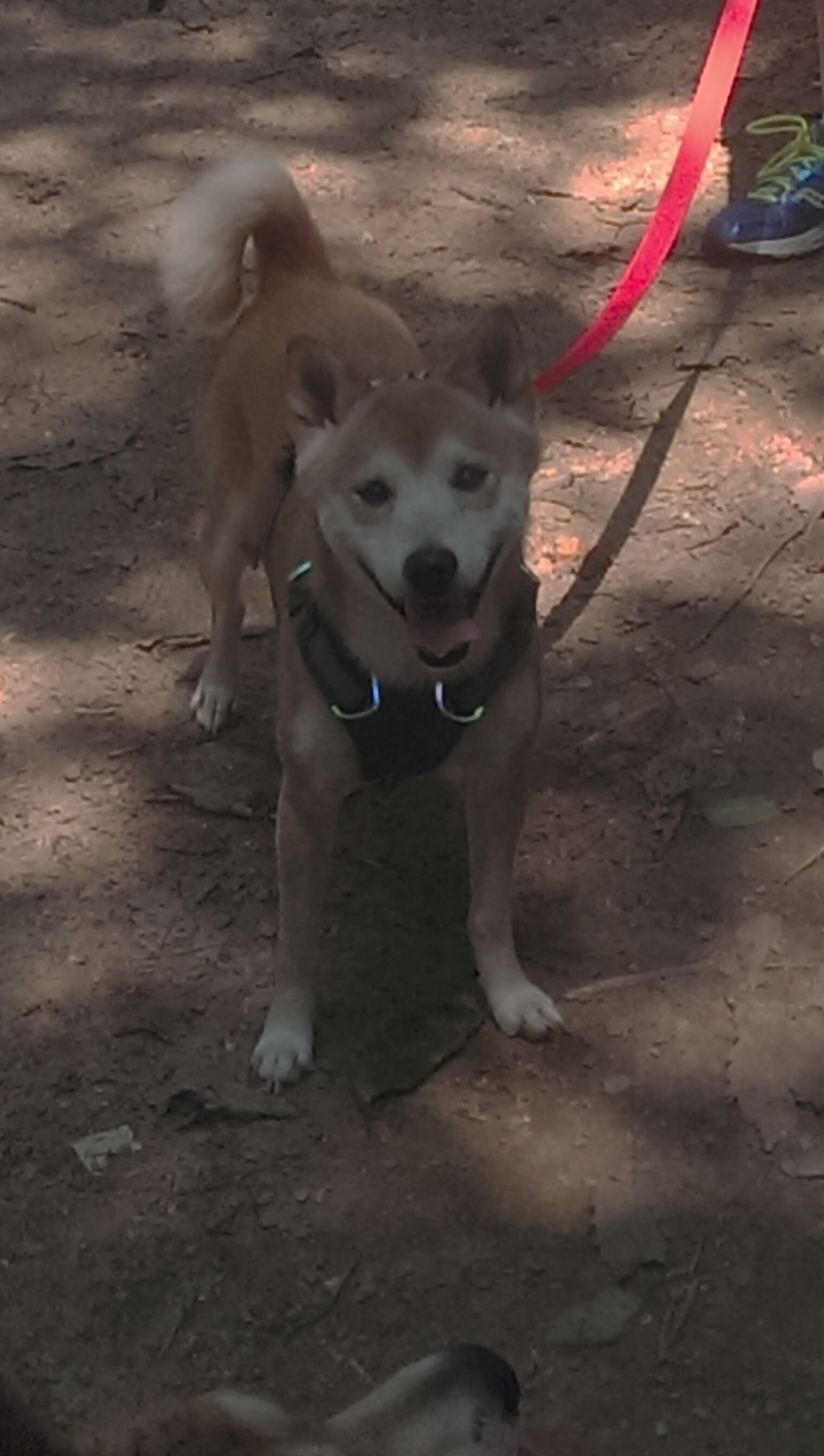 全场最佳无争议！朱·霍勒迪攻防一体统治比赛，猛龙力克篮网