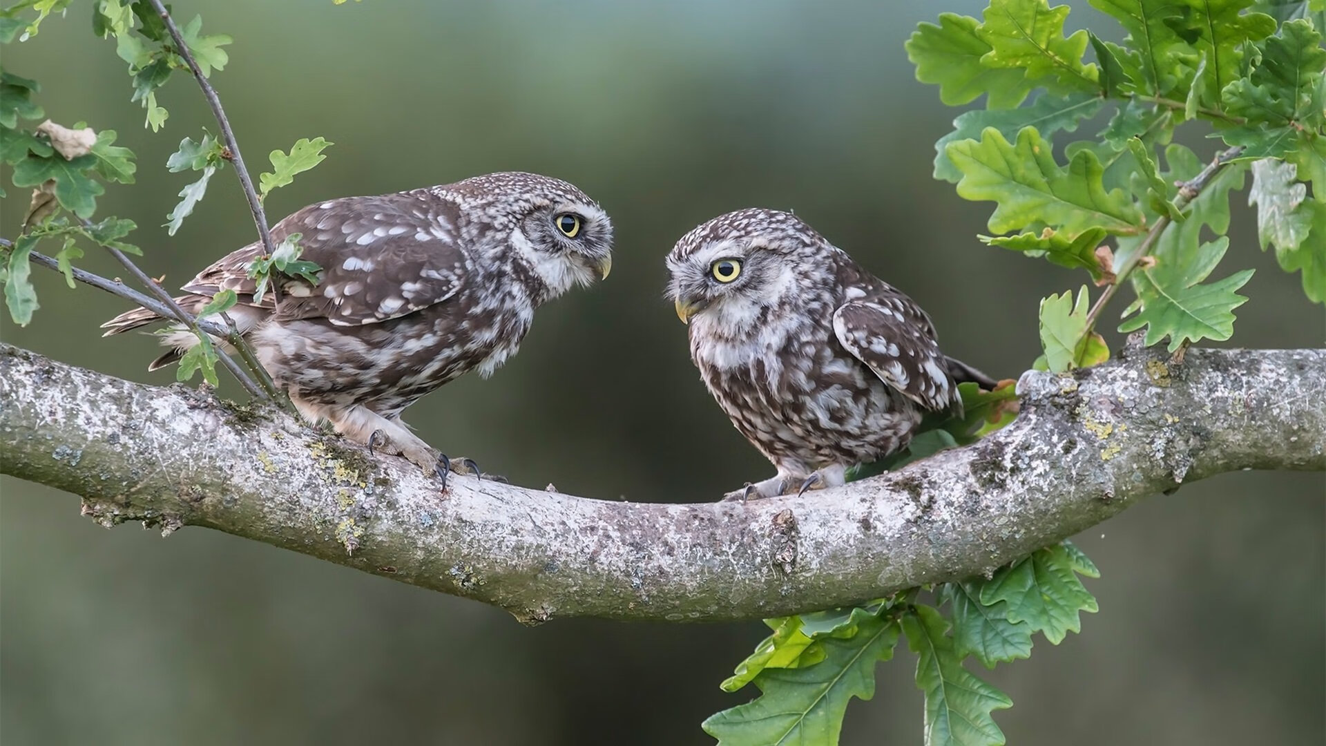 黑白直播在线观看-失控时代，哥斯达黎加何以制霸瑞典？德里赫特的节奏哲学