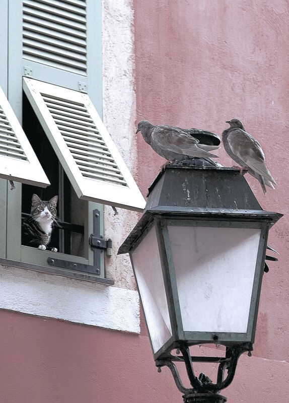 黑白直播免费体育直播-裁判之眼，巴斯托尼如何让韩国对阵挪威的焦点从足球转向正义？