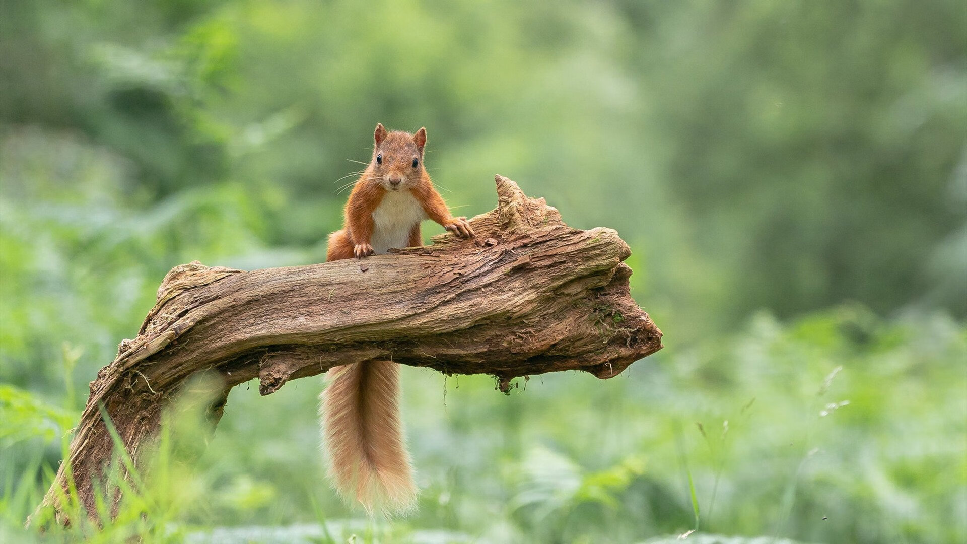绝杀风暴！厄德高超级爆发，加纳第93分钟逆转那不勒斯