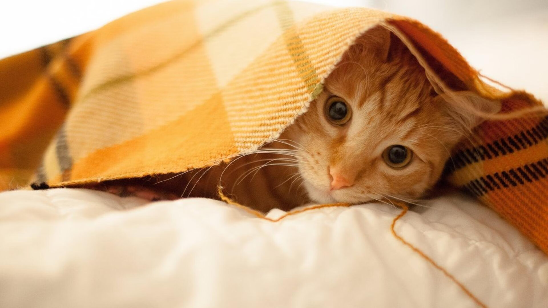 绿茵决战与北境风暴,当欧冠巅峰对决映照NBA晋级之路