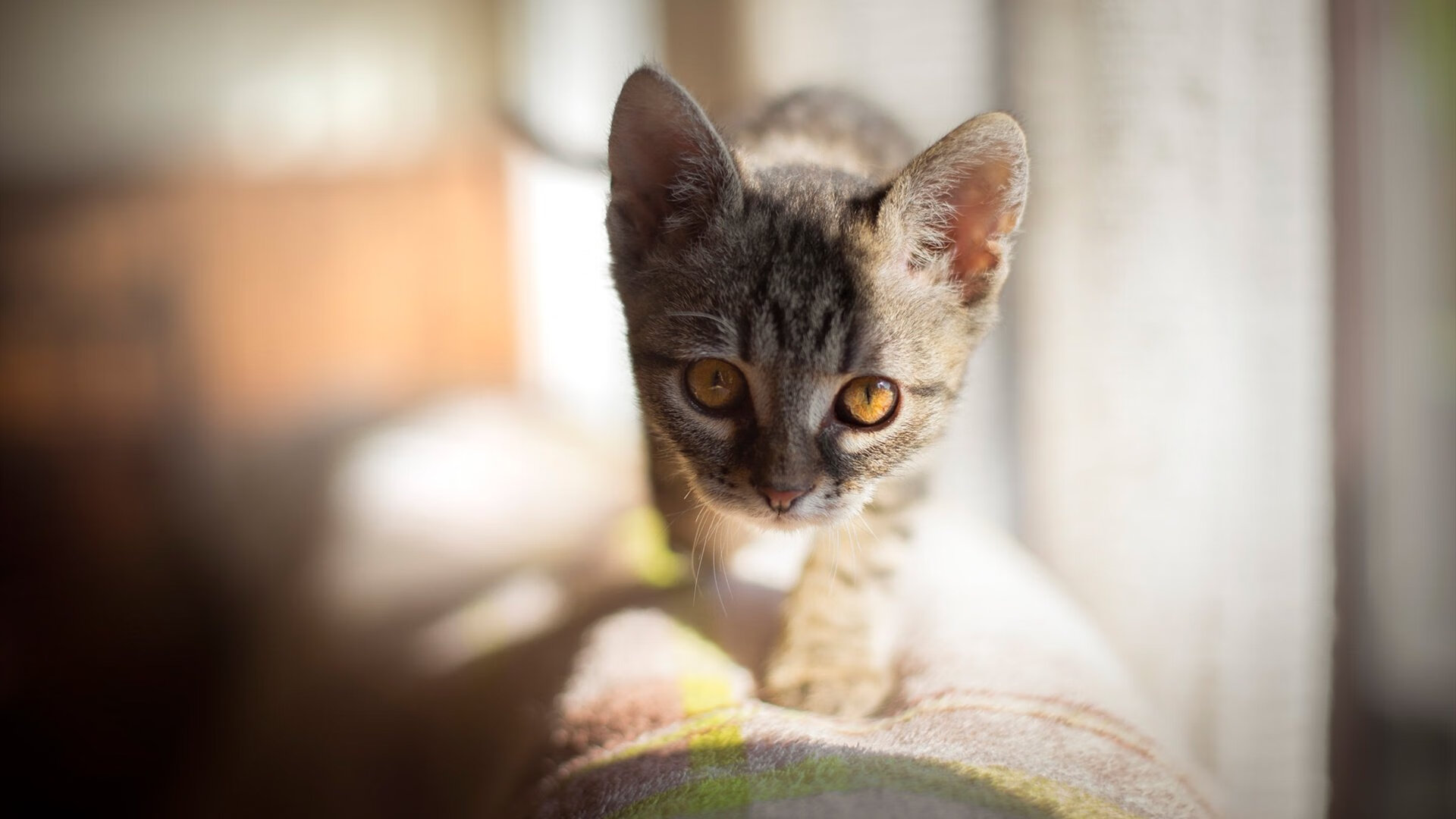 字母哥证明之战,公牛对阵快船焦点对决,巨星闪耀重塑格局