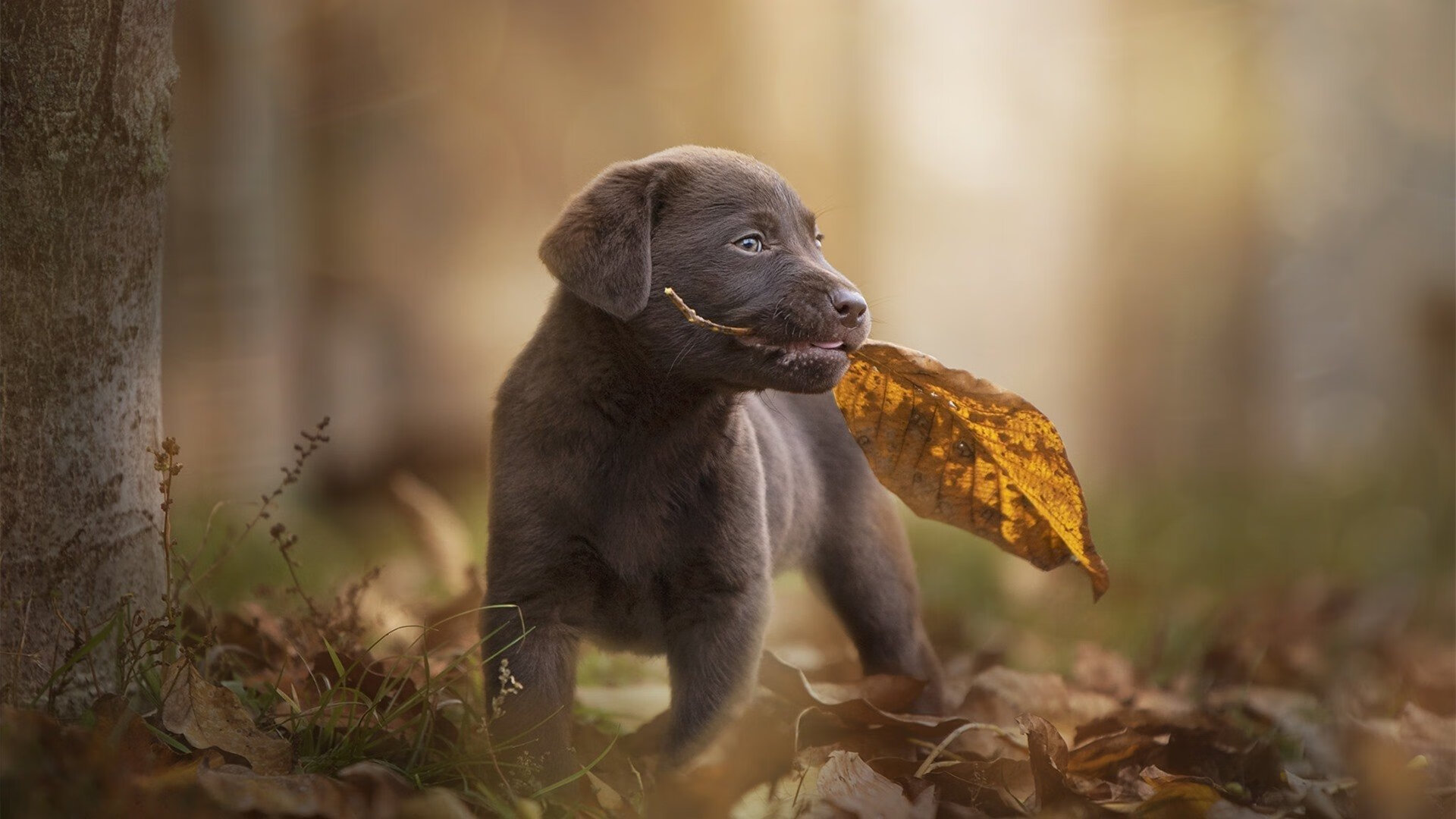 黑白直播-绿茵引擎，当F1揭幕战的胎烟遇见罗德里戈的攻防转换