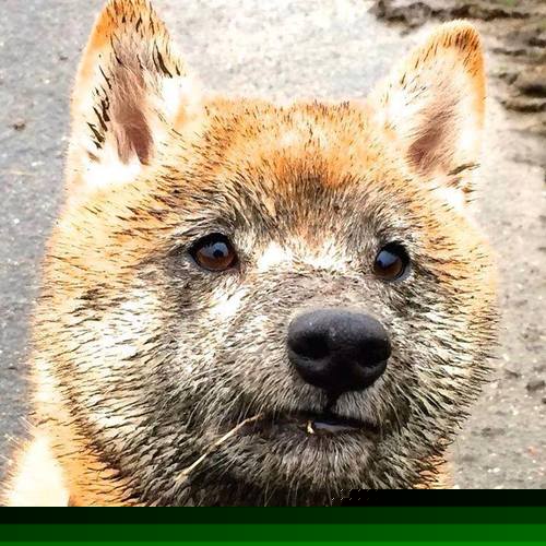 黑白直播体育-欧文压制级表现点燃太阳，火力全开碾压凯尔特人