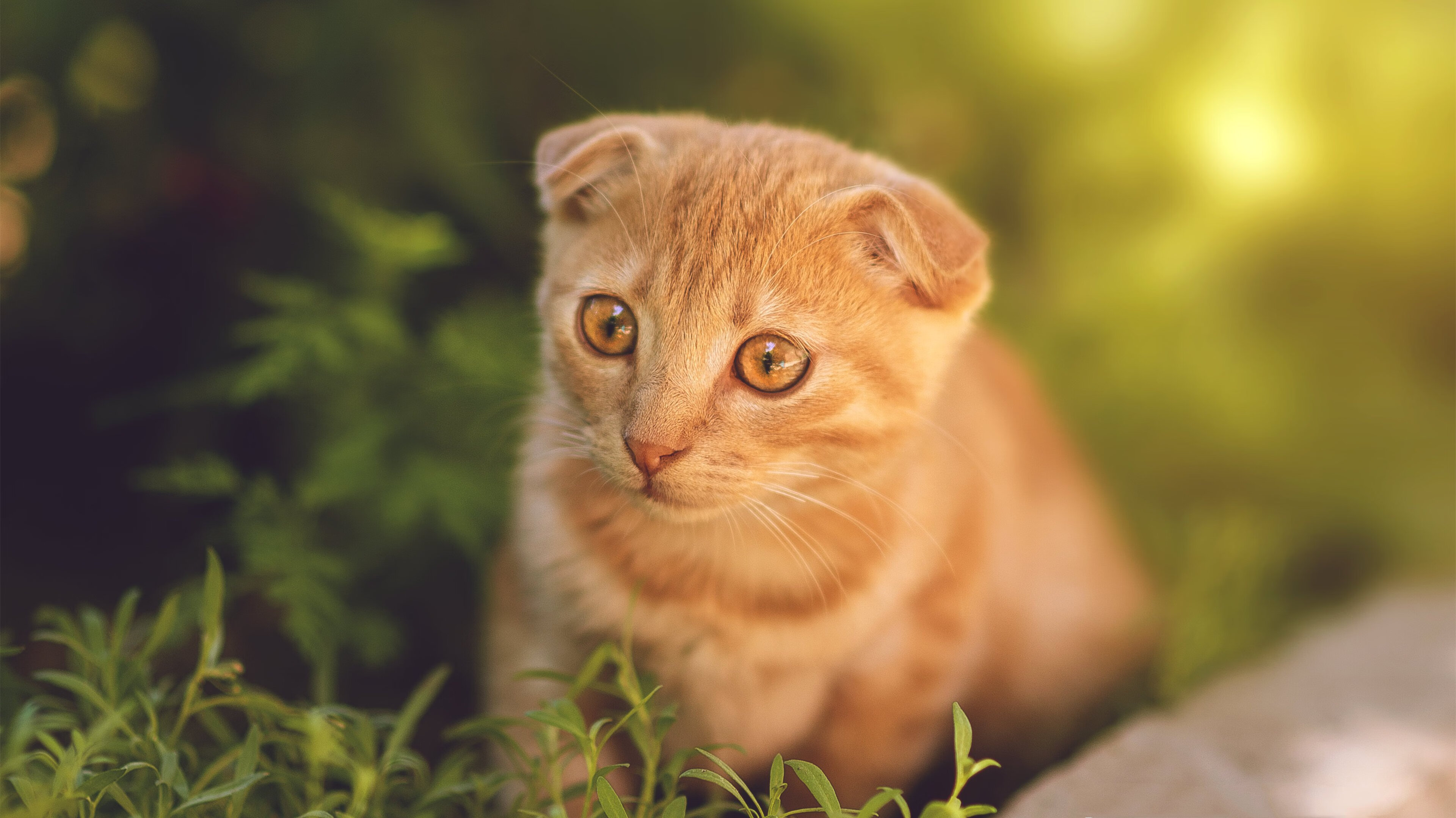 若日尼奥的哲学起舞,几内亚的野性冲撞,绿茵世界的两极交响