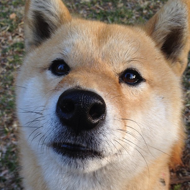 意甲焦点战之夜,京多安防守端锁死对手,铸就胜利基石