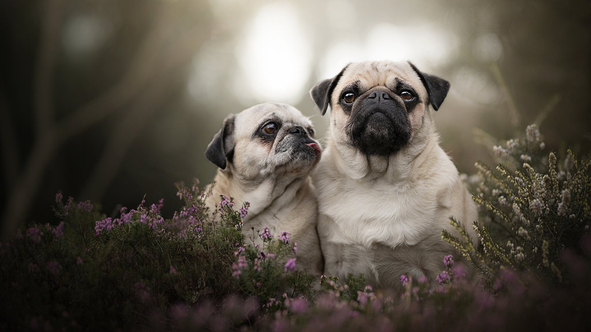 弗拉霍维奇一球封神！2026世界杯之夜塞尔维亚绝杀定乾坤