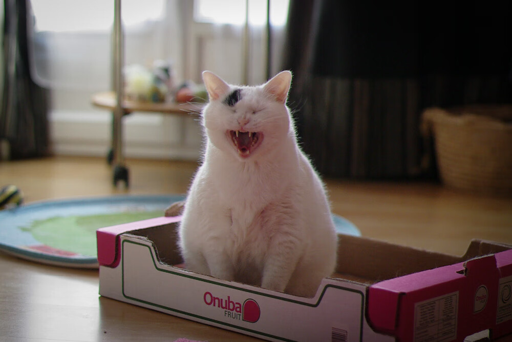 黑白直播在线观看-世界排名争夺战焦点战，热火强势制霸黄蜂，东部格局再起波澜