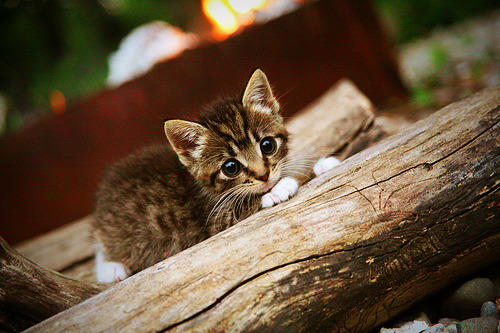 当国王在森林狼领地翻盘,浓眉的统治力如何映射英超争冠的终极哲学