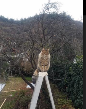 黑白直播在线观看nba-青绿风暴，塔图姆用全场最高分砸碎西决生死战的命运枷锁