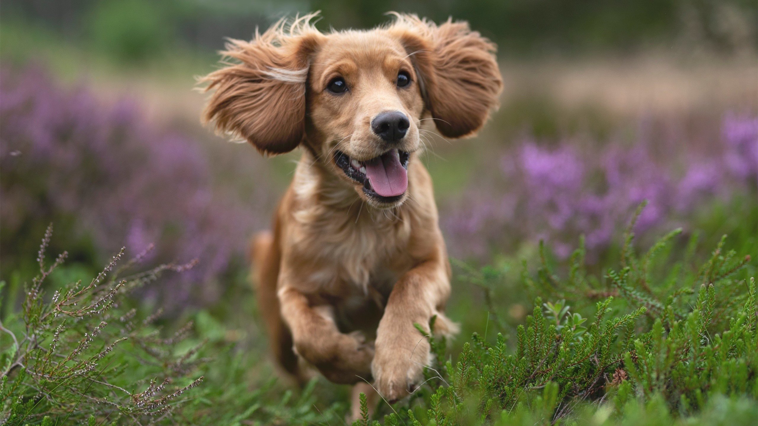 黑白直播在线观看-F1新赛季揭幕战焦点，奥地利站末节激战，几内亚黑马虽败犹荣