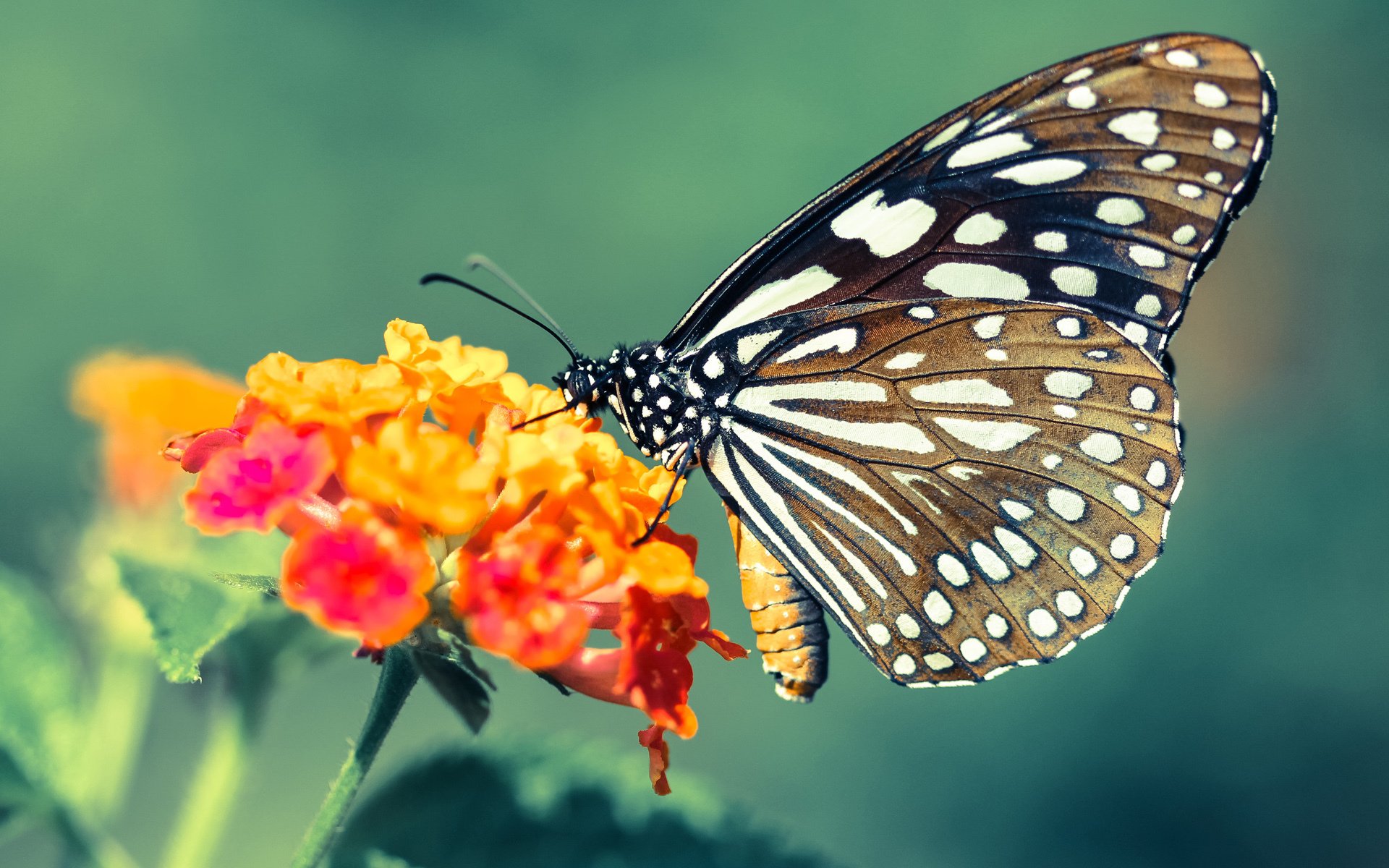 黑白直播网-欧冠半决赛之夜，巴雷拉关键进球定乾坤