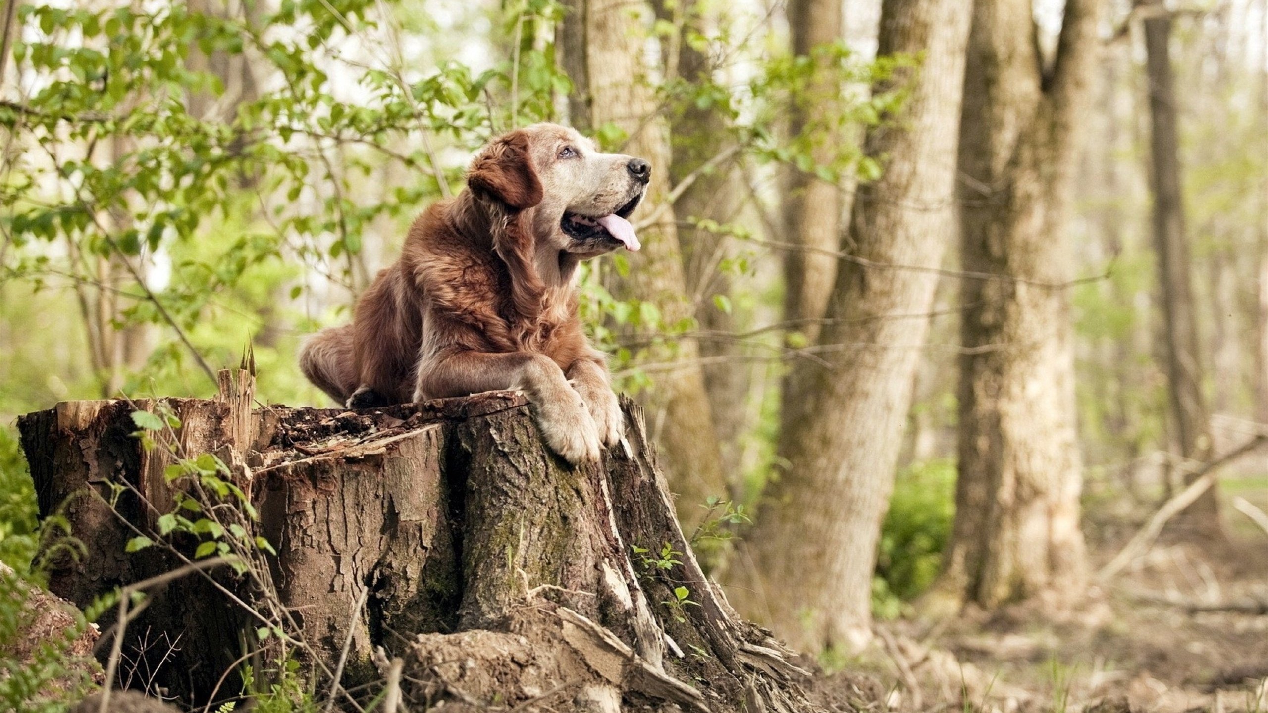 黑白直播在线观看-李刚仁，绿茵棋盘上的国际象棋大师，一人压制厄瓜多尔半场