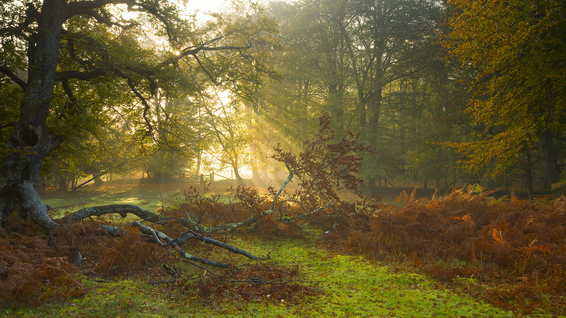 中场大师的统治力，基米希在友谊赛中的冠军级表现照亮新西兰与贝蒂斯之战