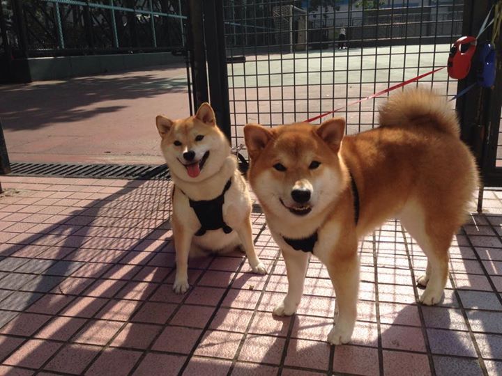 黑白直播在线观看nba-德甲争冠风云再起，巴西澳大利亚绿茵血拼，全球足球激情双线引爆
