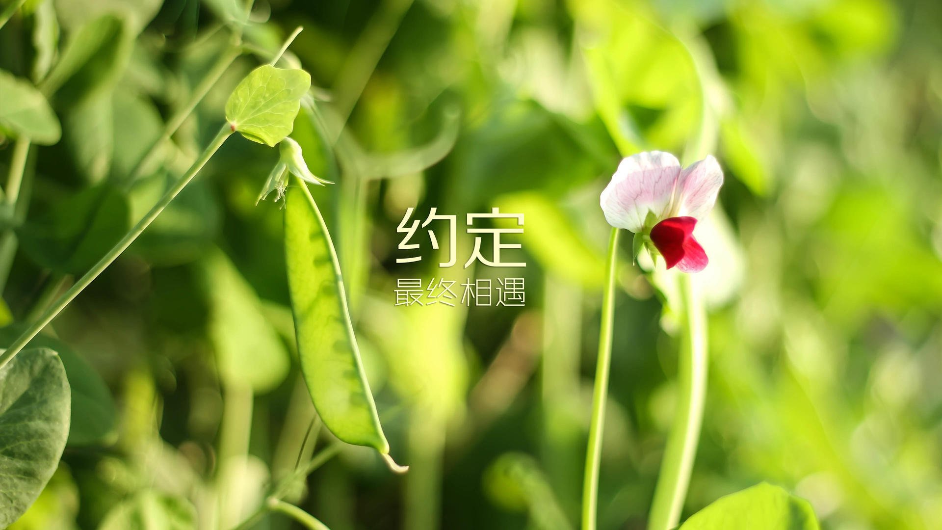 控球铸就胜利，格列兹曼闪耀全场，塞尔维亚险胜摩洛哥演绎美加墨世界杯经典强强对话